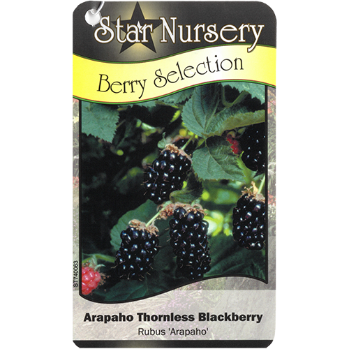 Star Nursery Belle Chasse - Arapaho Thornless Blackberry