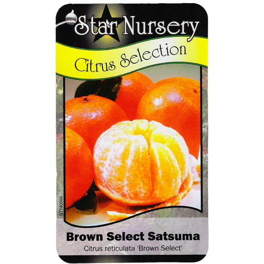 Star Nursery Belle Chasse - Brown Select Satsuma