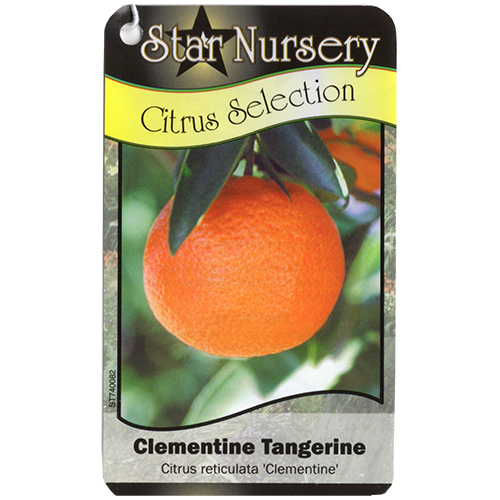 Star Nursery Belle Chasse - Clementine Tangerine