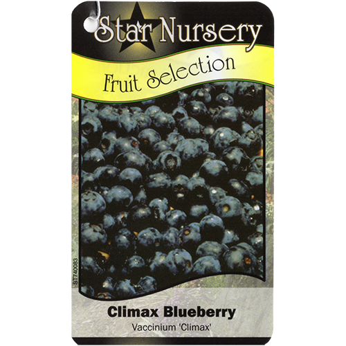 Star Nursery Belle Chasse - Climax Blueberry