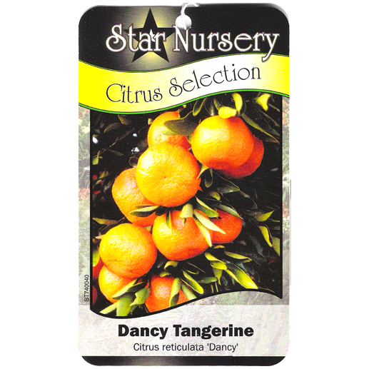 Star Nursery Belle Chasse - Dancy Tangerine