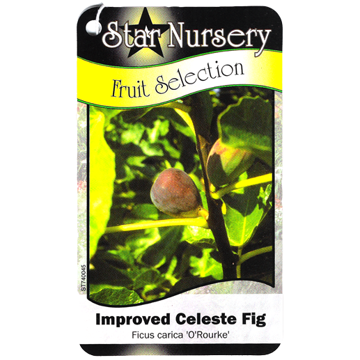 Star Nursery Belle Chasse - Improved Celeste Fig