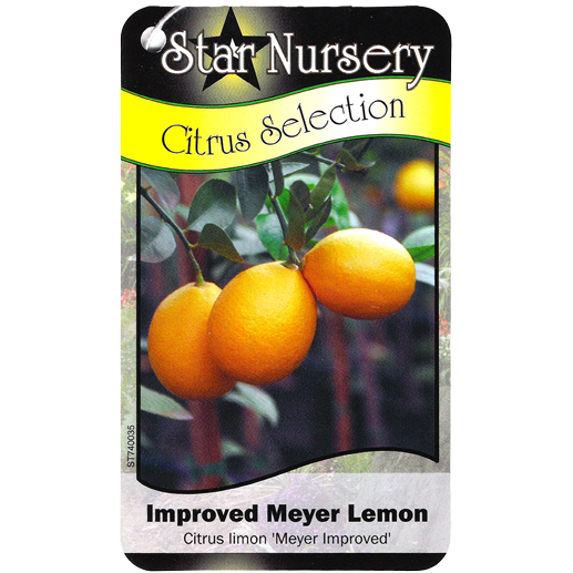 Star Nursery Belle Chasse - Improved Meyer Lemon