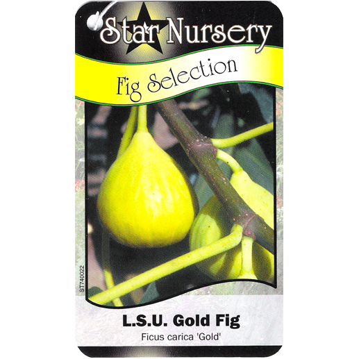 Star Nursery Belle Chasse - LSU Gold Fig