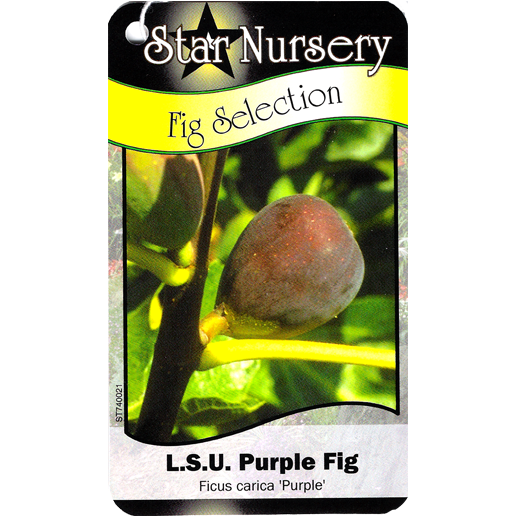 Star Nursery Belle Chasse - LSU Purple Fig