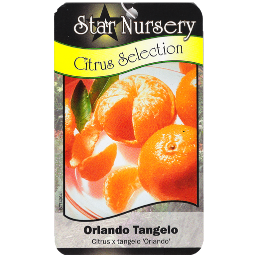 Star Nursery Belle Chasse - Orlando Tangelo
