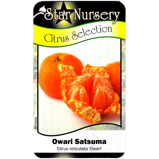 Star Nursery Belle Chasse - Owari Satsuma