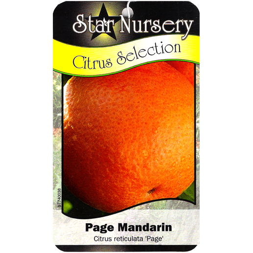 Star Nursery Belle Chasse - Page Mandarin