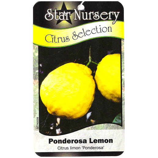 Star Nursery Belle Chasse - Ponderosa Lemon