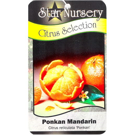 Star Nursery Belle Chasse - Ponkan Mandarin