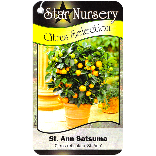 Star Nursery Belle Chasse - St Ann Satsuma