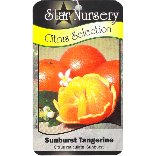 Star Nursery Belle Chasse - Sunburst Tangerine