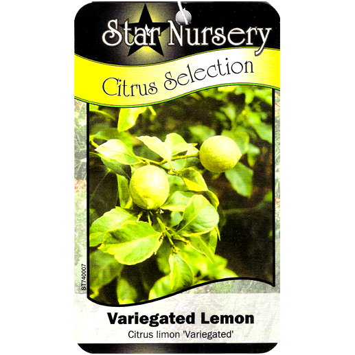 Star Nursery Belle Chasse - Variegated Lemon
