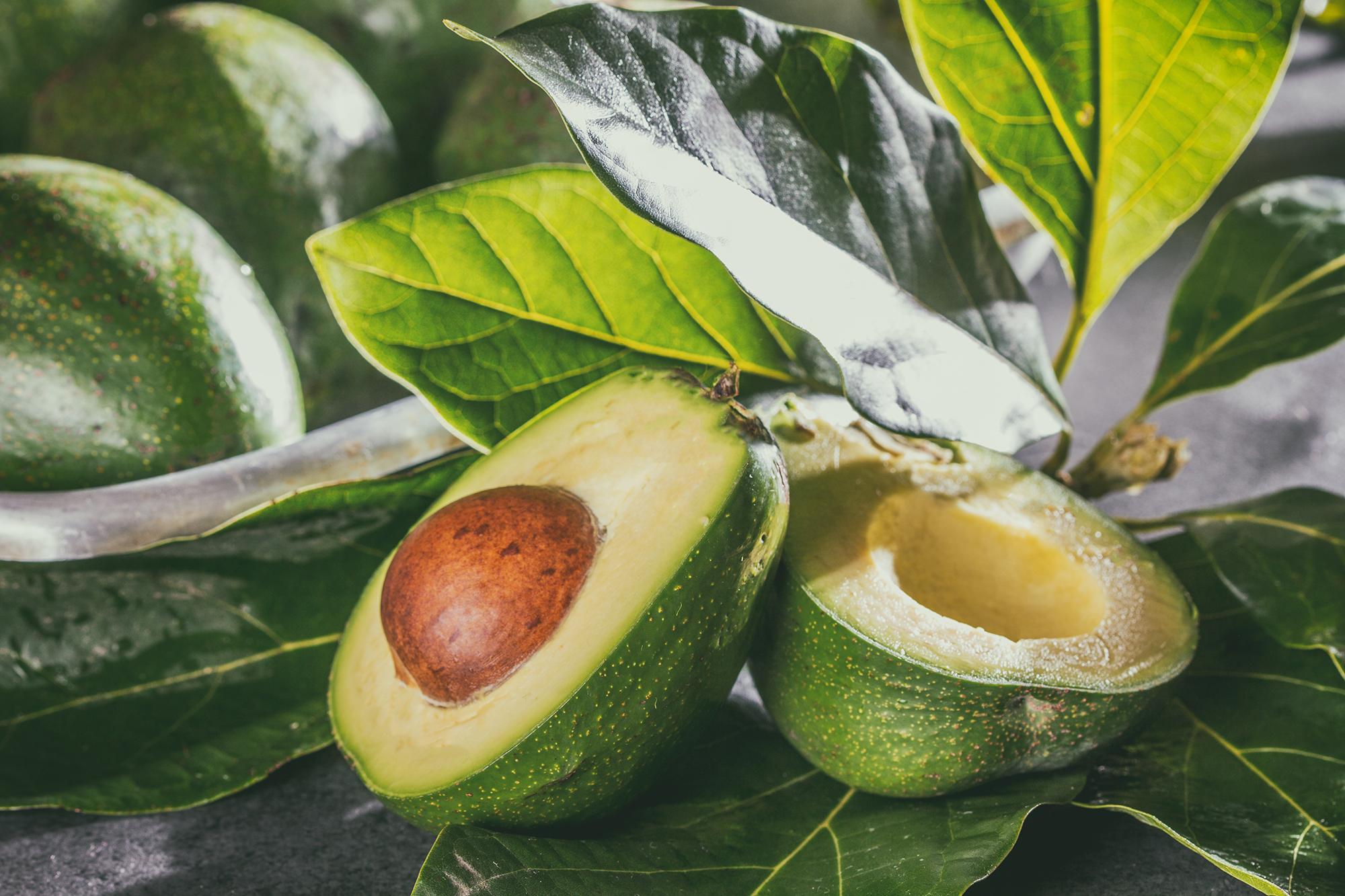 Star Nursery Belle Chasse - Avocado Trees
