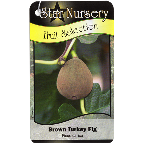 Star Nursery Belle Chasse - Brown Turkey Fig