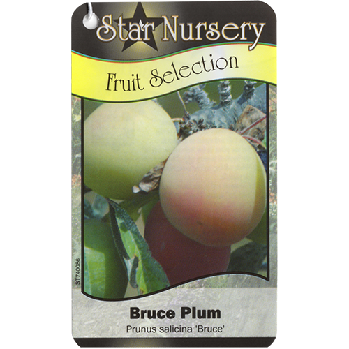 Star Nursery Belle Chasse - Bruce Plum