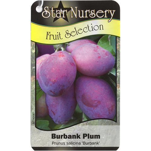 Star Nursery Belle Chasse - Burbank Plum