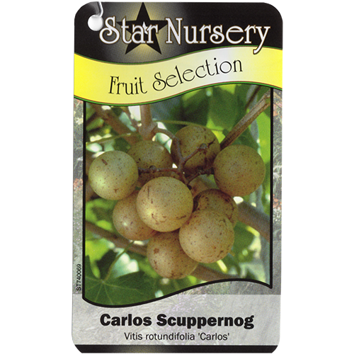 Star Nursery Belle Chasse - Carlos Scuppernog