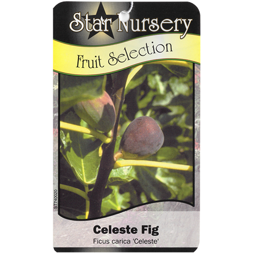Star Nursery Belle Chasse - Celeste Fig