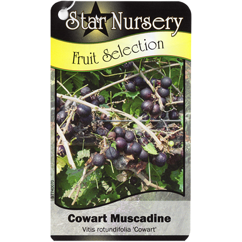 Star Nursery Belle Chasse - Cowart Muscadine