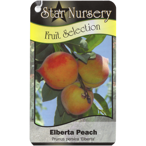Star Nursery Belle Chasse - Elberta Peach