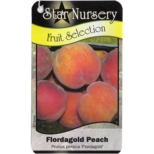 Star Nursery Belle Chasse - Flordagold Peach