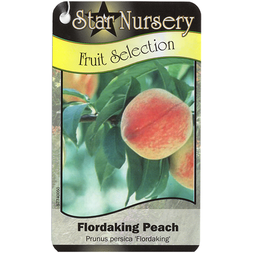Star Nursery Belle Chasse - Flordaking Peach