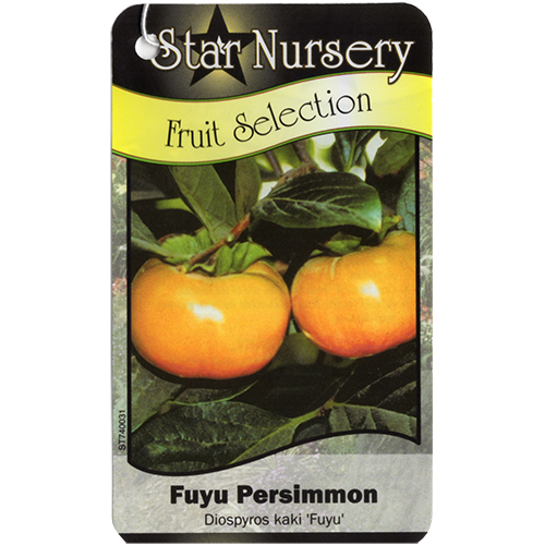 Star Nursery Belle Chasse - Fuyu Persimmon
