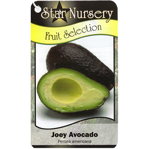 Star Nursery Belle Chasse - Joey Avocado