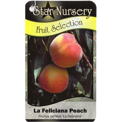 Star Nursery Belle Chasse - La Feliciana Peach