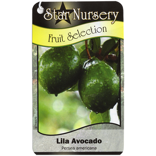 Star Nursery Belle Chasse - Lila Avocado