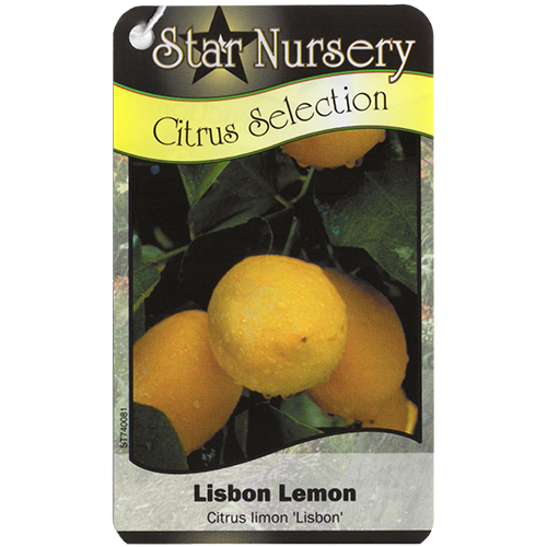 Star Nursery Belle Chasse - Lisbon Lemon