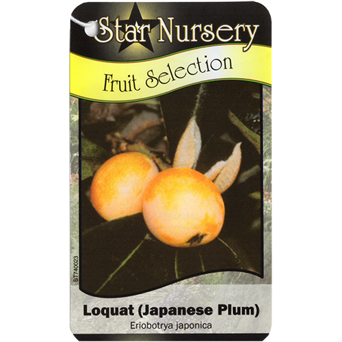 Star Nursery Belle Chasse - Loquat Japanese Plum