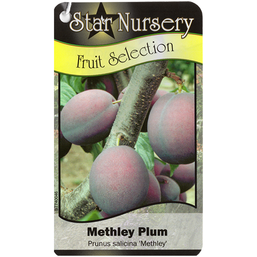 Star Nursery Belle Chasse - Methley Plum