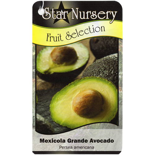 Star Nursery Belle Chasse - Mexicola Grande Avocado