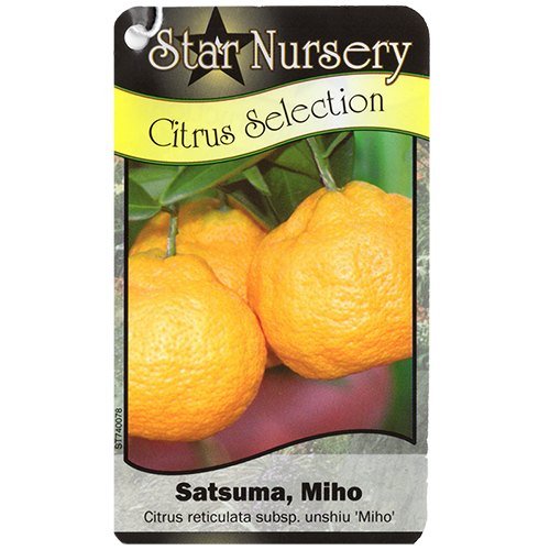 Star Nursery Belle Chasse - Miho Satsuma
