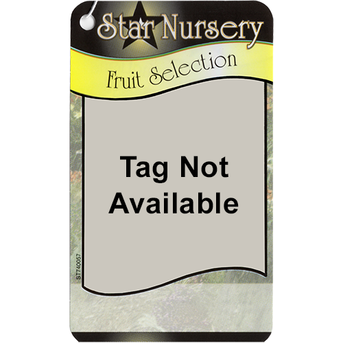 Star Nursery Belle Chasse - Tag Not Available