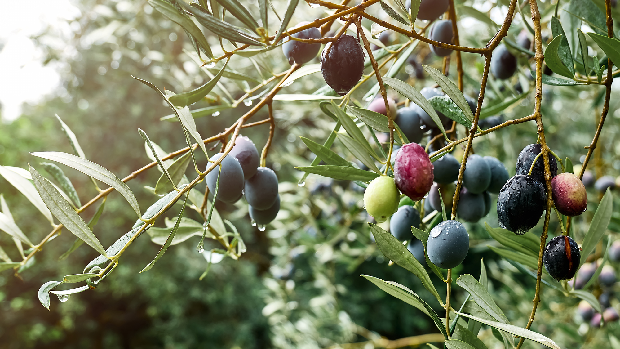 Star Nursery Belle Chasse - Olive Trees