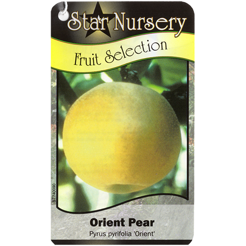 Star Nursery Belle Chasse - Orient Pear