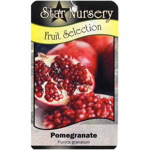 Star Nursery Belle Chasse - Pomegranate