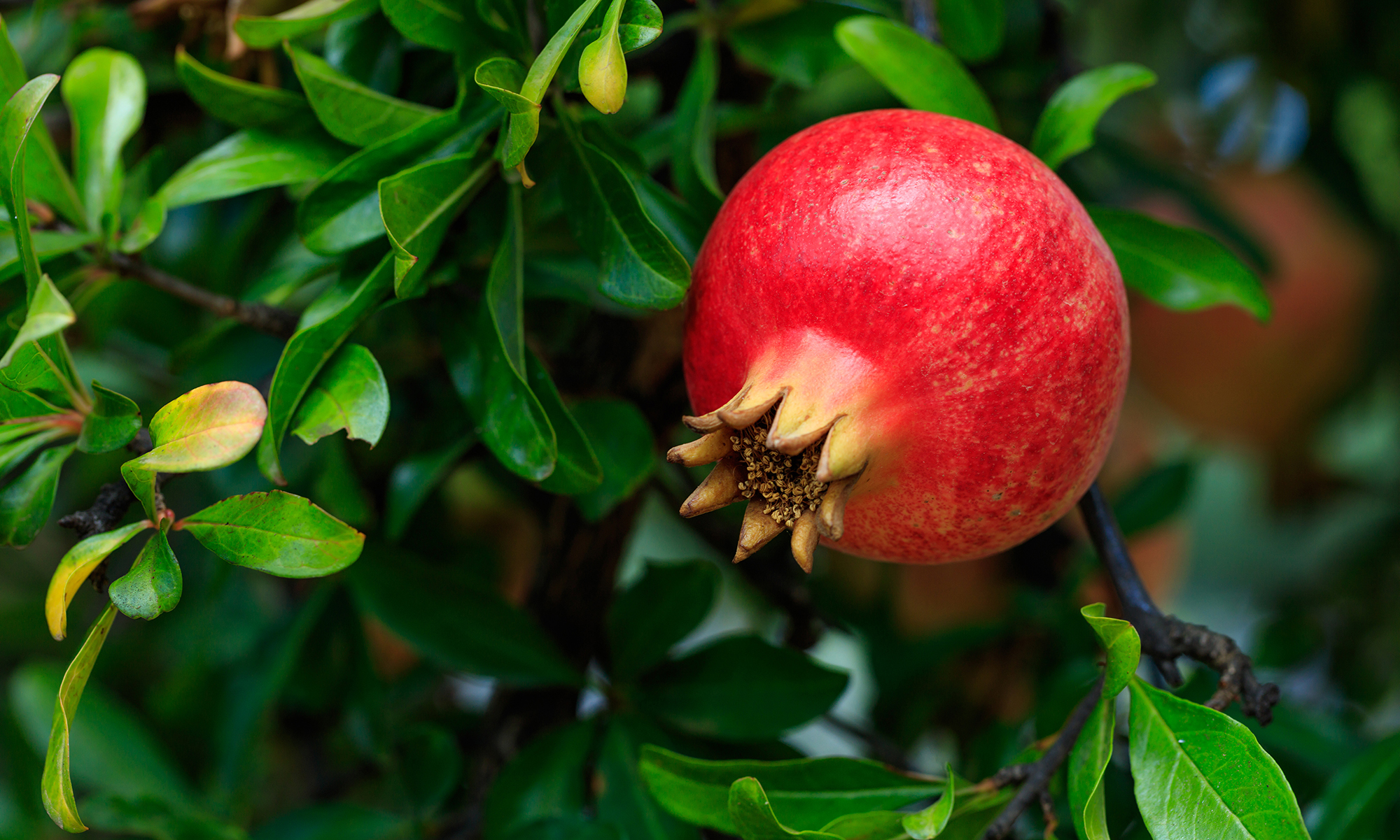 Star Nursery Belle Chasse - Pomegranate Trees