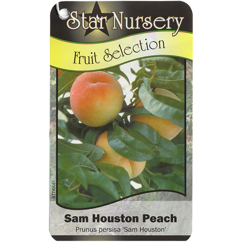 Star Nursery Belle Chasse - Sam Houston Peach