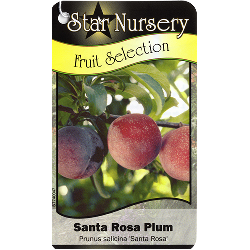 Star Nursery Belle Chasse - Santa Rosa Plum
