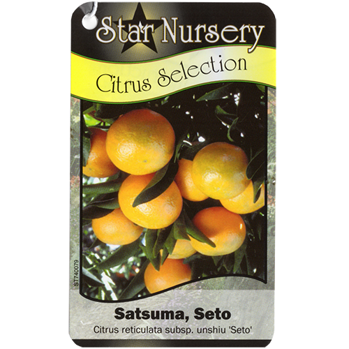 Star Nursery Belle Chasse - Seto Satsuma