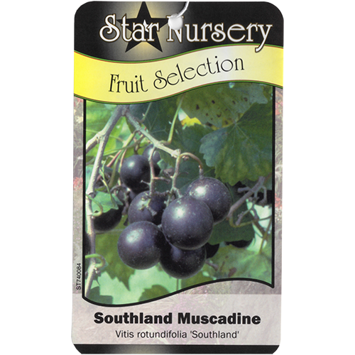 Star Nursery Belle Chasse - Southland Muscadine