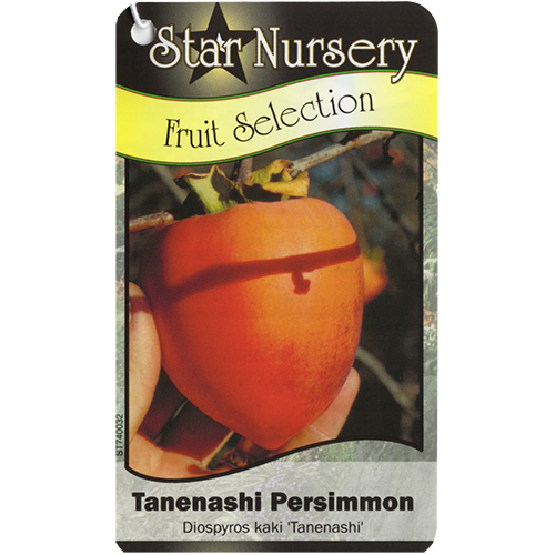 Star Nursery Belle Chasse - Tanenashi Persimmon