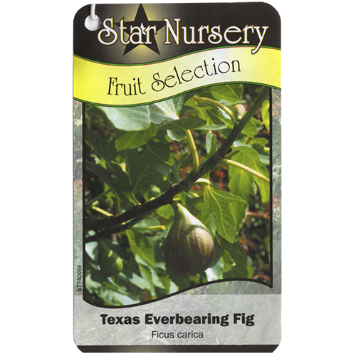 Star Nursery Belle Chasse - Texas Everbearing Fig