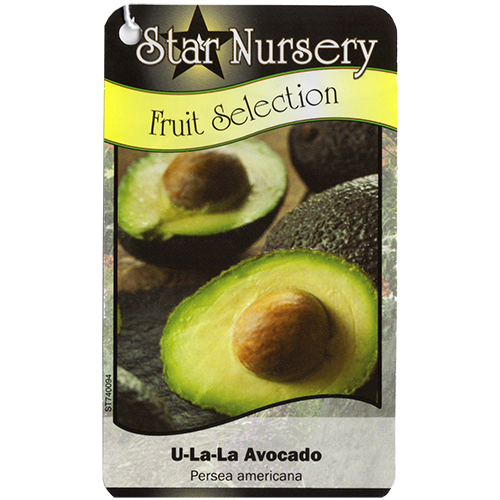 Star Nursery Belle Chasse - U-La-La Avocado