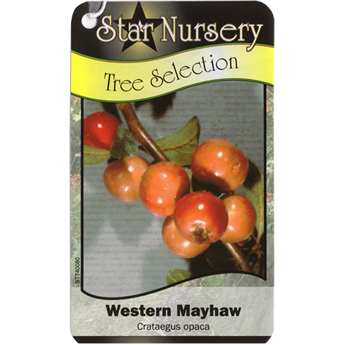 Star Nursery Belle Chasse - Western Mayhaw