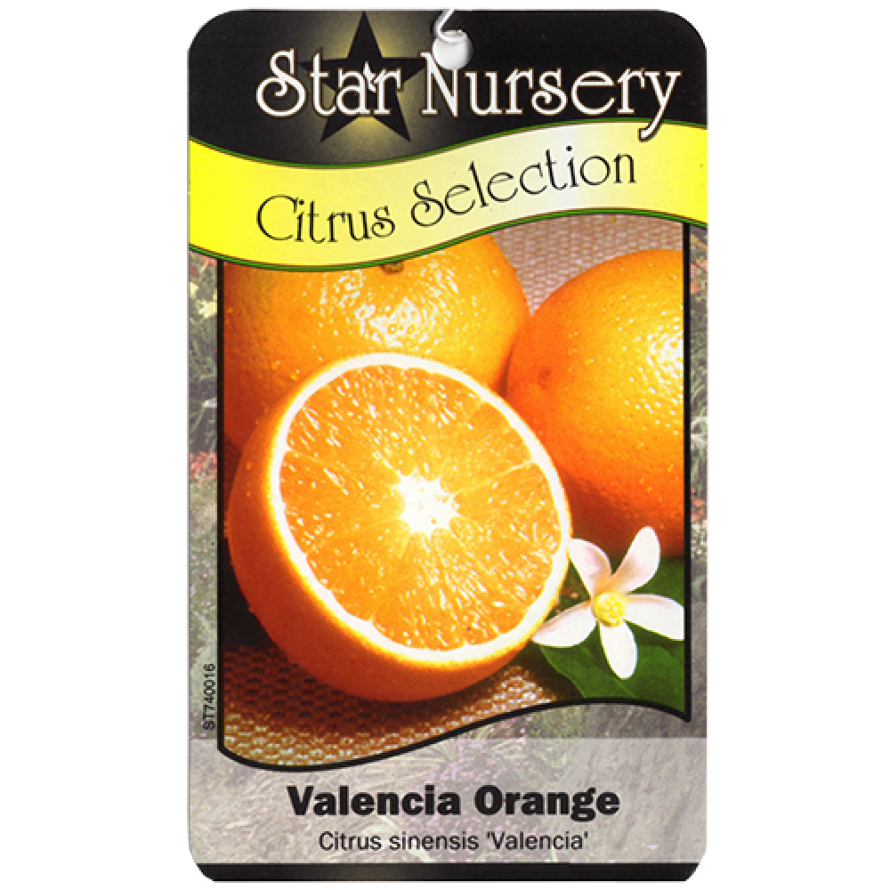 Star Nursery Belle Chasse - Valencia Orange